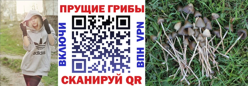 купить закладку  Знаменск  Псилоцибиновые грибы Psilocybine cubensis 